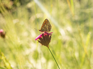 Macro photography of spotted fritillary butterfly.