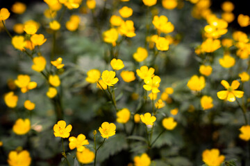 Obraz premium Bright yellow wildflowers blooming abundantly in a lush green field during the spring season