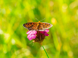 Macro photography of Glanville fritillary butterfly.