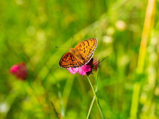 Macro photography of Glanville fritillary butterfly.