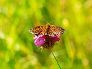 Macro photography of Glanville fritillary butterfly.