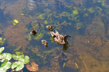 Mallard duck with ducklings on the river