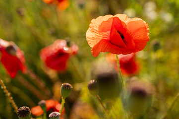 Captivating field of vibrant red poppies with a single contrasting white daisy. Symbolizes unique...