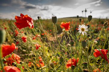 Captivating field of vibrant red poppies with a single contrasting white daisy. Symbolizes unique...