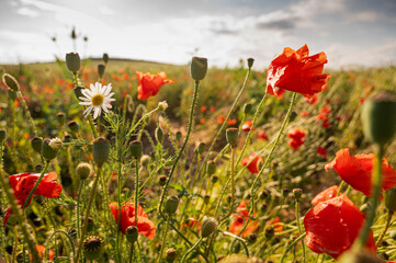 Close-up of blooming chamomile flowers in a summer meadow. Beautiful white daisies with yellow centers in sunlight. Natural floral background with wildflowers