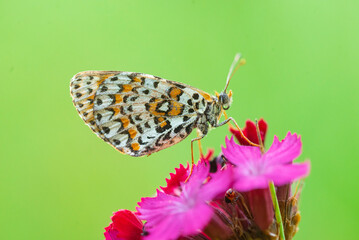 Macro photography of spotted fritillary butterfly.