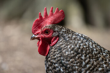 Portrait of a Barred Plymouth Rock rooster.