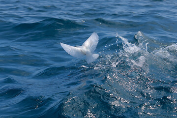 White Bird Taking Flight Over Deep Blue Ocean Water Splashing Waves Sunlight Glistening Surface flying bird