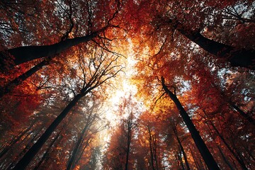 A vibrant autumn forest with tall trees reaching towards the sky, bathed in warm sunlight and colorful foliage.