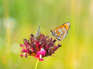 Macro photography of spotted fritillary butterfly and grasshopper.