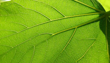 Obraz premium Close-up of a vibrant green leaf