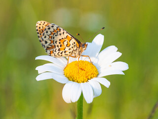 Macro photography of spotted fritillary butterfly.