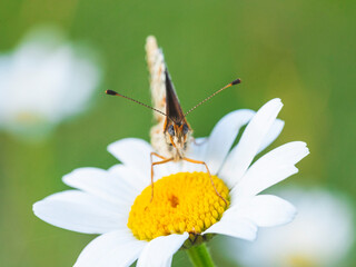 Macro photography of spotted fritillary butterfly.