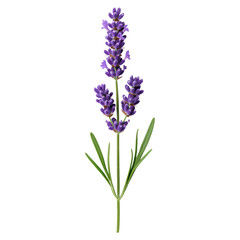 Naklejka premium Beautiful Lavender Flower on Green Stem Isolated on White Background, isolated on transparent background.