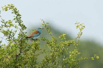 Adult male European roller (Coracias garrulus) perching in a Crataegus bush, found in Hungary, Kiskunsagi National Park