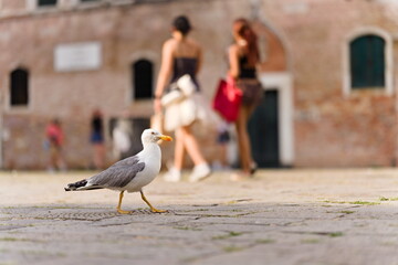 Mewa spacerująca po placu miejskim © Piotr