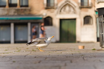 Mewa spacerująca po placu miejskim © Piotr