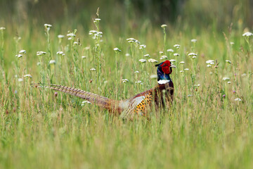 Adult male Common Pheasant (Phasianus colchicus) in a meadow, found in Hungary, Kiskunsagi National Park