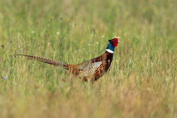 Adult male Common Pheasant (Phasianus colchicus) in a meadow, found in Hungary, Kiskunsagi National Park