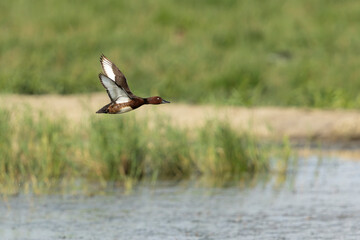 Fototapeta premium Adult male ferruginous duck (aythya nyroca), found in Hungary, Hortobagy National Park