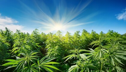 green cannabis plants thriving under clear blue sky in sunlight