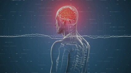 At start 3D anatomical model rotating right with waveform pulsing and brain glowing for monitoring - Powered by Adobe