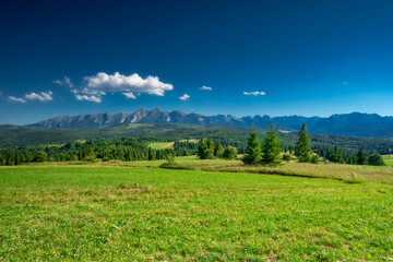 green field and blue sky