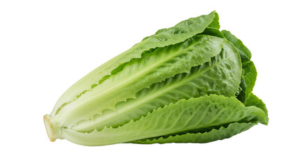 fresh romaine lettuce head with crisp leaves on white background