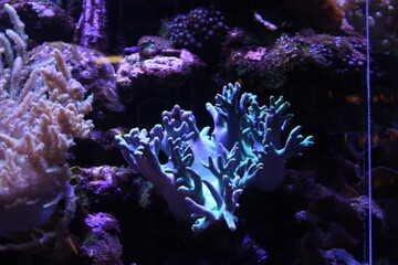 Coral reef aquarium tank photo
