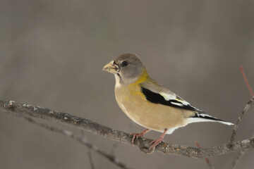 Evening Grosbeak female taken in northern MN