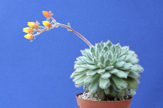 Close-up of Echeveria setosa with flowers. Photo with maximizing depth of field on blue background.