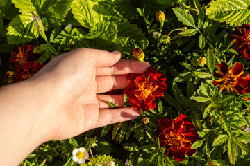 A woman collects marigold flowers. Soft focus