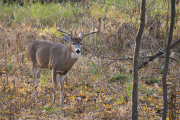 White-tailed Deer rut taken in southern MN