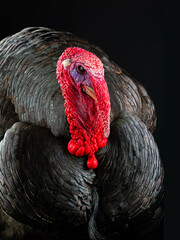 portrait male turkey on black background
