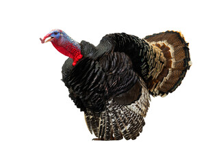 beautiful male turkey isolated on white background