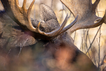 Moose in shrubs taken in Teton National Park, WY