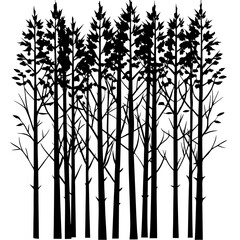 Grove of slender birches, silhouette, vector, white background.