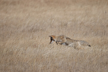 Coyote taken in Yellowstone NP