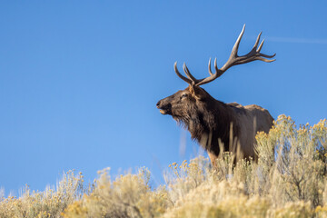Bull Elk bugle taken in Yellowstone NP