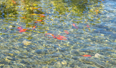 Many red fish in clear pond. Japanese garden koi, goldfish farm, many swimming red fishes
