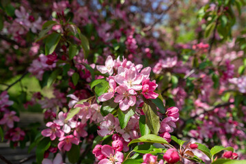 Fototapeta premium Pink spring tree blossom. Apple flowers close up, bloom branch in garden, delicate pink flowers