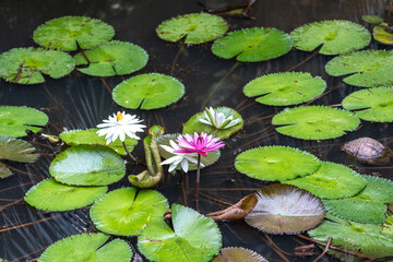 Blooming white and pink water lilies in a tropical pond