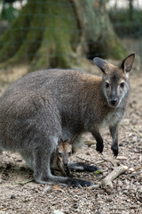 A red-necked wallaby joey pokes out of mom's pounch in a zoo.