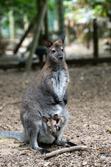 A red-necked wallaby joey pokes out of mom's pounch in a zoo.