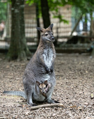 A red-necked wallaby mother with baby in pounch.