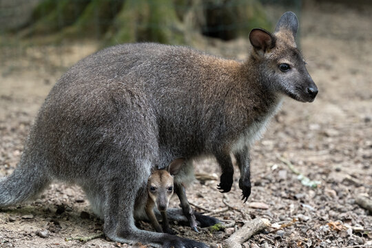 A red-necked wallaby mother with baby in pounch. - Powered by Adobe