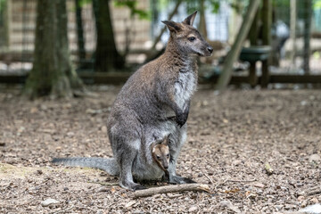  Rednecked Wallaby Joey Pokes
