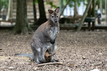 A red-necked wallaby joey pokes out of mom's pounch in a zoo.