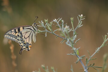 una farfalla macaone al tramonto