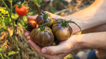 tomatoes delicious organic unusual in shape and color close-up in male hands selective focus